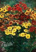 Helenium (Zonnekruid) autumnale Red Gold Hybr.